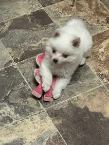 Miniature Amer.  Eskimo / Alaskan KleeKai Female Puppy For Sale - Photo 2