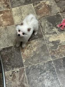 Miniature Amer.  Eskimo / Alaskan KleeKai Female Puppy For Sale - Photo 3