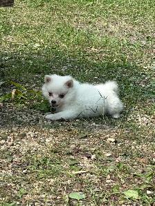 Miniature Amer.  Eskimo / Alaskan KleeKai Female Puppy For Sale - Photo 4