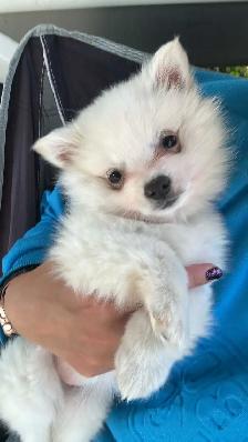 Miniature Amer.  Eskimo / Alaskan KleeKai Female Puppy For Sale - Photo 5