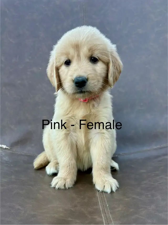 ADOURABLE GOLDEN RETRIEVER PUPPIES