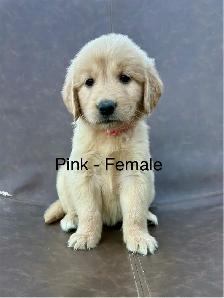ADOURABLE GOLDEN RETRIEVER PUPPIES