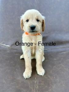 ADOURABLE GOLDEN RETRIEVER PUPPIES - Photo 2