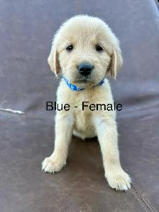 ADOURABLE GOLDEN RETRIEVER PUPPIES - Photo 3
