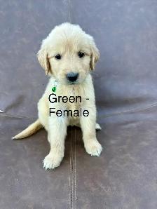 ADOURABLE GOLDEN RETRIEVER PUPPIES - Photo 4
