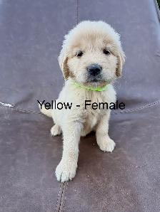 ADOURABLE GOLDEN RETRIEVER PUPPIES - Photo 5