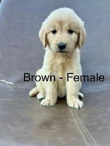 ADOURABLE GOLDEN RETRIEVER PUPPIES - Photo 6