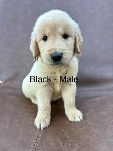 ADOURABLE GOLDEN RETRIEVER PUPPIES - Photo 7