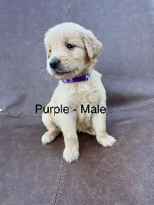 ADOURABLE GOLDEN RETRIEVER PUPPIES - Photo 8