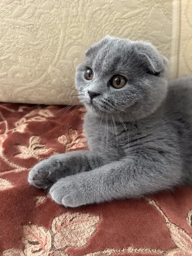 Scottish Fold and Scottish Straight kittens CCA/AFC registered