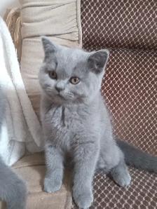 Scottish Fold and Scottish Straight kittens CCA/AFC registered - Photo 3