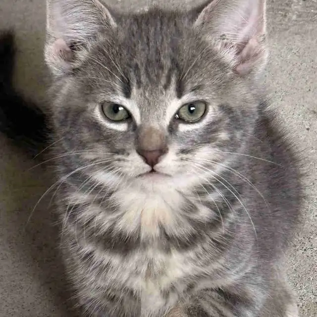 Free kittens (ignore price)