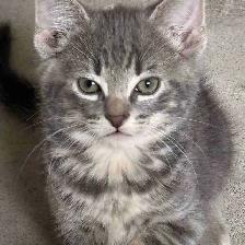 Free kittens (ignore price)