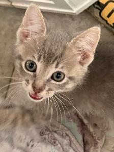 Free kittens (ignore price) - Photo 2