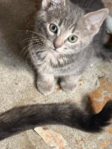 Free kittens (ignore price) - Photo 3