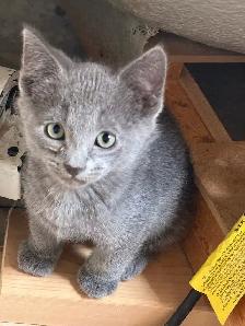 Free kittens (ignore price) - Photo 4