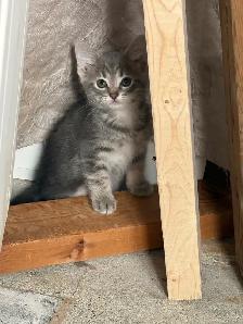 Free kittens (ignore price) - Photo 5