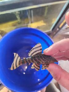 L397 red tiger pleco 3'