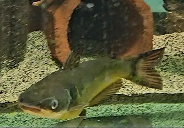 8' sun catfish