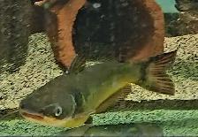 8' sun catfish