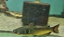 8' sun catfish - Photo 2