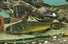 8' sun catfish - Photo 3