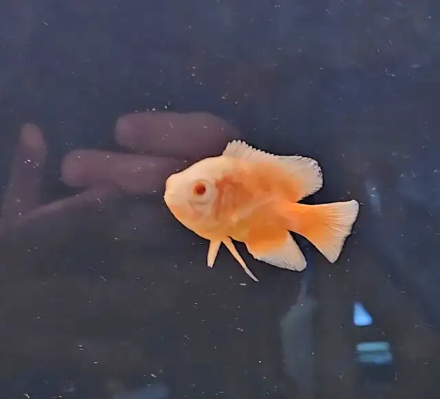 red albino oscars 2.5'-3'