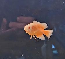 red albino oscars 2.5'-3'