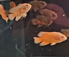 red albino oscars 2.5'-3' - Photo 2