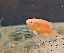 red albino oscars 2.5'-3' - Photo 3