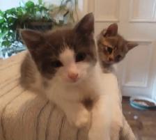 Chatons à vendre / Kittens for sale