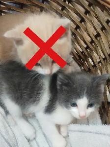 Chatons à vendre / Kittens for sale - Photo 2