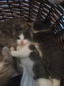 Chatons à vendre / Kittens for sale - Photo 3