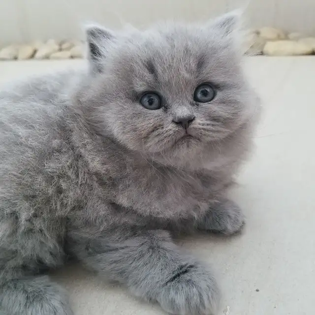 Scottish Straight Blue Longhair kittens registered in CCA/AFC
