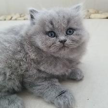 Scottish Straight Blue Longhair kittens registered in CCA/AFC