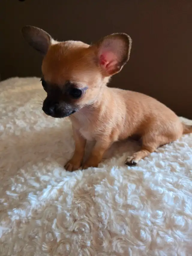 Sweet, teeny tiny female Chihuahua puppy!
