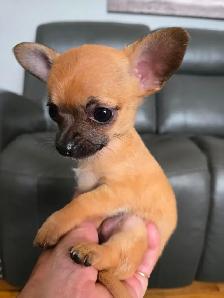 Sweet, teeny tiny female Chihuahua puppy! - Photo 2
