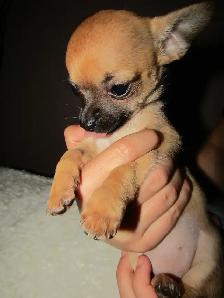 Sweet, teeny tiny female Chihuahua puppy! - Photo 3