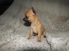 Sweet, teeny tiny female Chihuahua puppy! - Photo 4