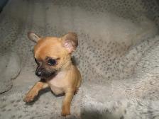 Sweet, teeny tiny female Chihuahua puppy! - Photo 5