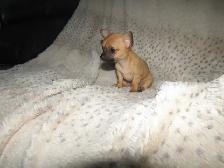 Sweet, teeny tiny female Chihuahua puppy! - Photo 6