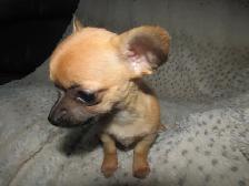 Sweet, teeny tiny female Chihuahua puppy! - Photo 7