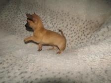 Sweet, teeny tiny female Chihuahua puppy! - Photo 8