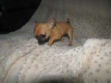 Sweet, teeny tiny female Chihuahua puppy! - Photo 9