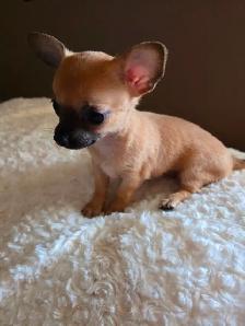 Sweet, teeny tiny female Chihuahua puppy! - Photo 10