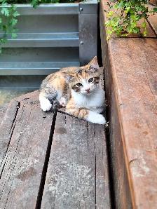 Female Kittens
