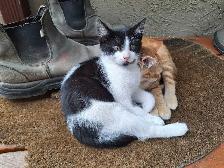Female Kittens - Photo 2