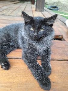 Female Kittens - Photo 3
