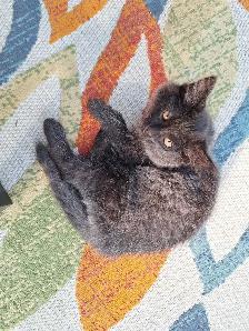 Female Kittens - Photo 4