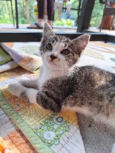 Female Kittens - Photo 5